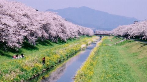 佐奈川の桜ハイキング